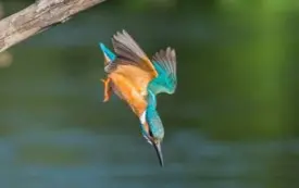 Wystawa fotografii Adama Kota 1