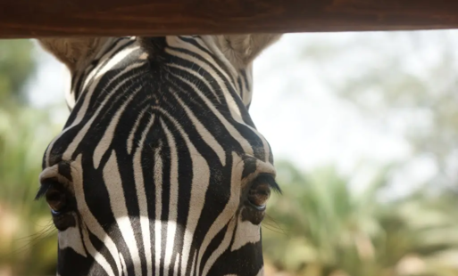 Into The Wild - Wystawa fotografii Ewy Madej